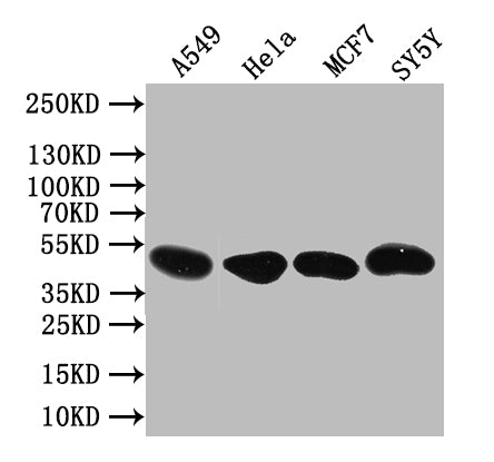 PLEKHS1 Antibody