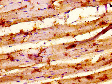 MYSM1 Antibody