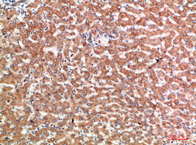 TNFRSF9 Antibody