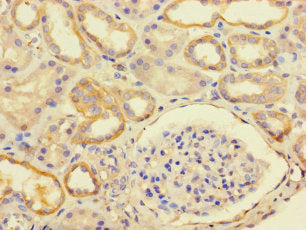 C12orf60 Antibody