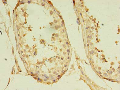 GKAP1 Antibody