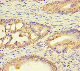C1orf53 Antibody
