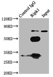 Ripk1 Antibody