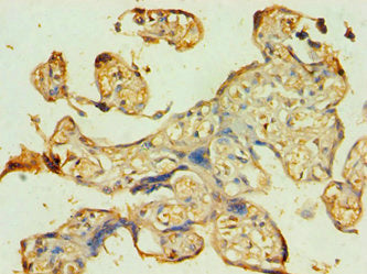 ATG9B Antibody