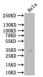 PVRIG Antibody