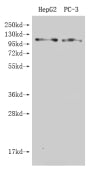 GPRC6A Antibody