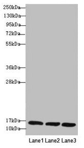 REEP5 Antibody