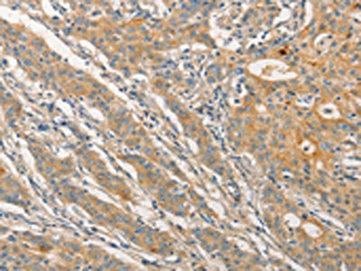 STAM Antibody