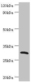CLEC12A Antibody