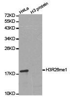 Histone H3R26me1 Antibody
