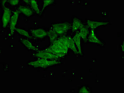 FHL5 Antibody