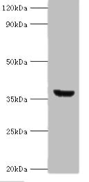 ANXA8L1 Antibody