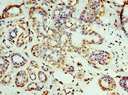RNLS Antibody