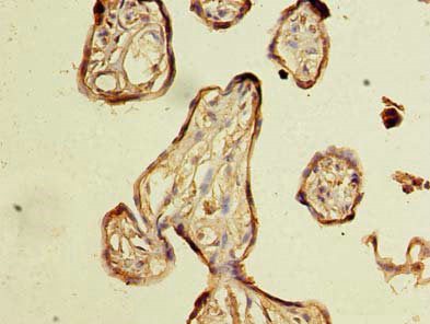 NXNL2 Antibody