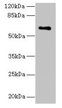 CWF19L1 Antibody