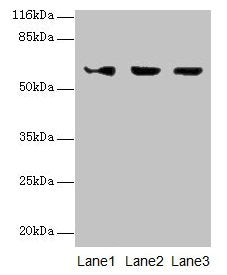 ATL3 Antibody