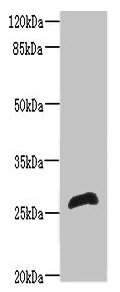 RTP2 Antibody