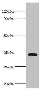 LDLRAP1 Antibody