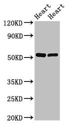 SHE Antibody