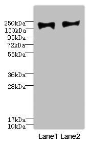 MRC2 Antibody