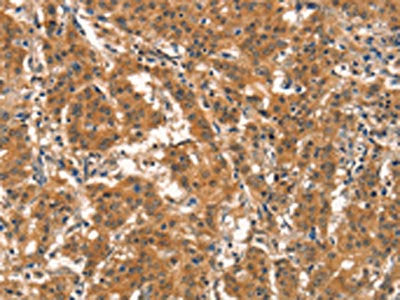 EID3 Antibody