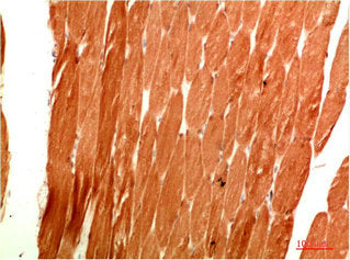ATG4C Antibody