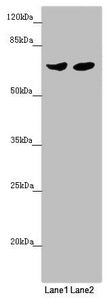 RARS2 Antibody