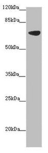 SLC34A1 Antibody
