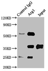 Arg1 Antibody