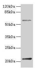 DUSP13 Antibody