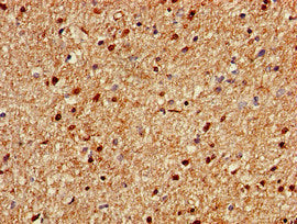 SZT2 Antibody