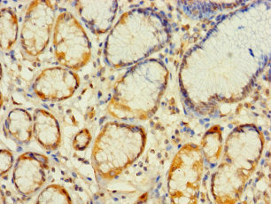 MRPL2 Antibody