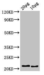 hist2h2l Antibody