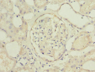 C19orf48 Antibody
