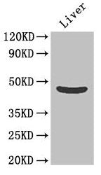 OLFML1 Antibody
