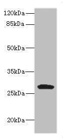 CLEC9A Antibody