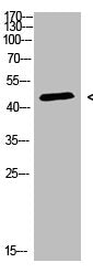 CHID1 Antibody