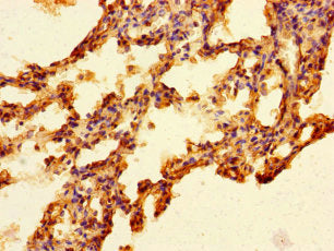 FAM131A Antibody