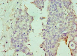 DPP8 Antibody