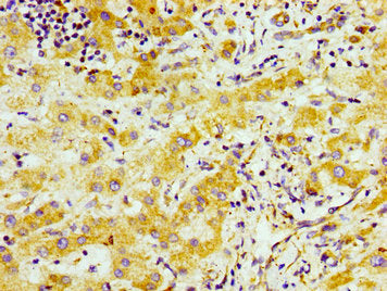 SND1 Antibody