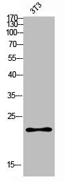 ICOS Antibody