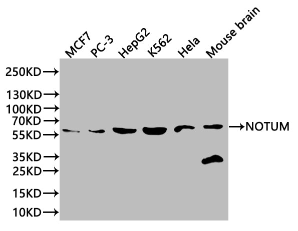 NOTUM Antibody