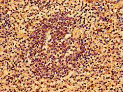 AAGAB Antibody