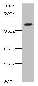 SHC4 Antibody