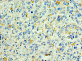 SHC4 Antibody