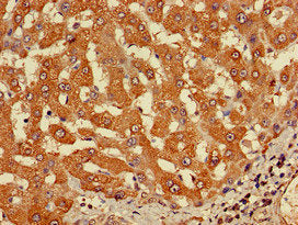 CYP20A1 Antibody