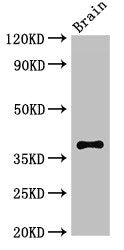 CASP12 Antibody