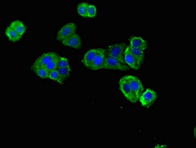 DNAH12 Antibody