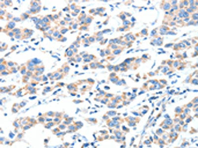 XBP1 Antibody