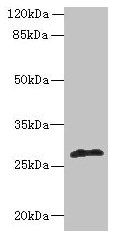 fabI Antibody